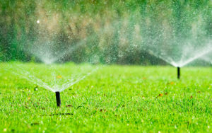 Watering Lawn